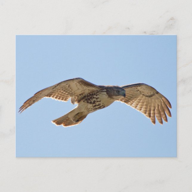 Red Tailed Hawk in flight Postcard (Front)