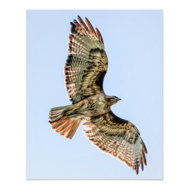 Red-Tailed Hawk in Flight – Wildlife Wall Art (Front)