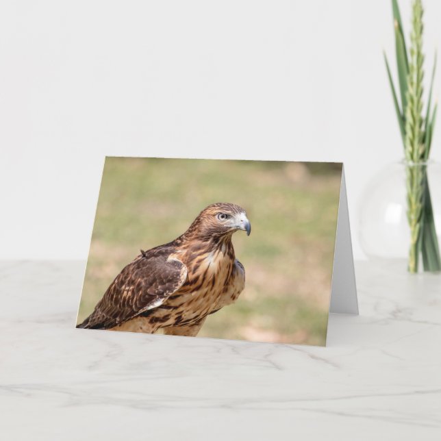 Red-tailed hawk in the Hudson Valley Card (Front)
