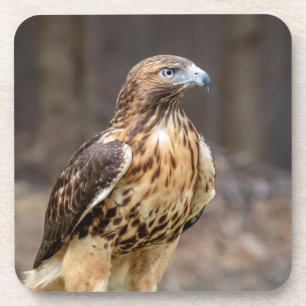 Red-tailed hawk in the Hudson Valley Coaster