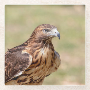 Red-tailed hawk in the Hudson Valley Glass Coaster