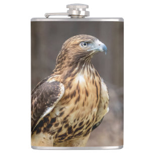 Red-tailed hawk in the Hudson Valley Hip Flask