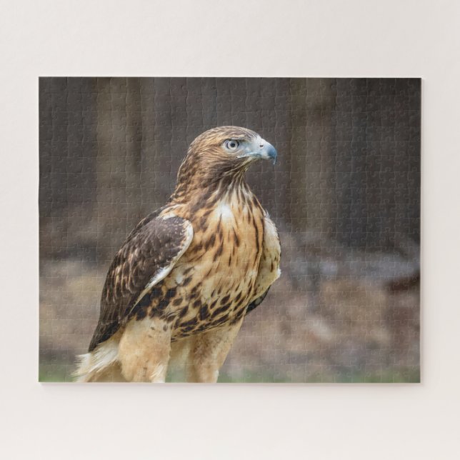 Red-tailed hawk in the Hudson Valley Jigsaw Puzzle (Horizontal)
