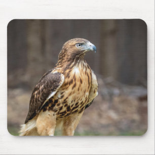 Red-tailed hawk in the Hudson Valley Mouse Pad