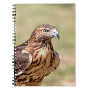 Red-tailed hawk in the Hudson Valley Notebook
