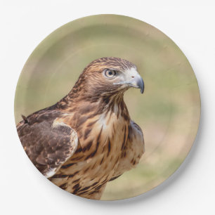 Red-tailed hawk in the Hudson Valley Paper Plate
