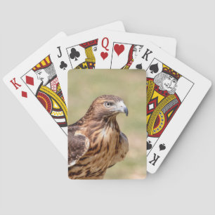 Red-tailed hawk in the Hudson Valley Playing Cards
