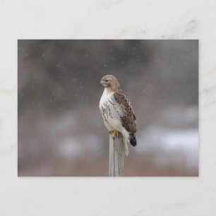 Red-tailed hawk in the Hudson Valley Postcard