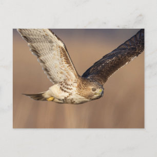 Red-tailed hawk in the Hudson Valley Postcard
