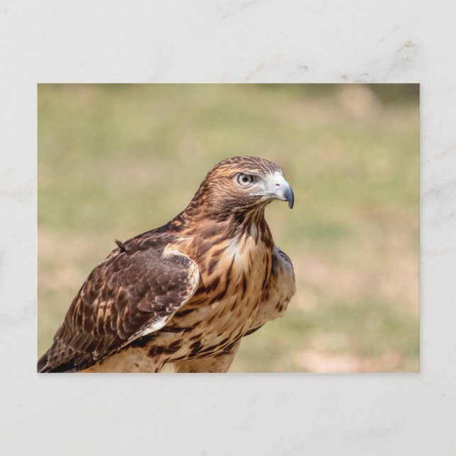 Red-tailed hawk in the Hudson Valley Postcard (Front)