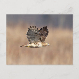 Red-tailed hawk in the Hudson Valley Postcard