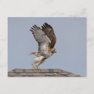 Red-tailed hawk in the Hudson Valley Postcard