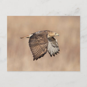 Red-tailed hawk in the Hudson Valley Postcard