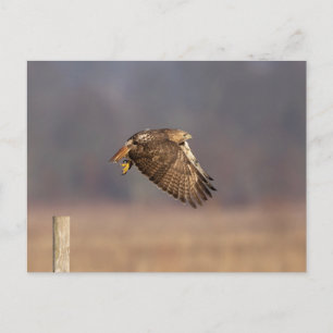 Red-tailed hawk in the Hudson Valley Postcard