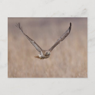 Red-tailed hawk in the Hudson Valley Postcard
