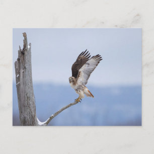 Red-tailed hawk in the Hudson Valley Postcard