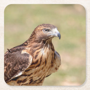 Red-tailed hawk in the Hudson Valley Square Paper Coaster