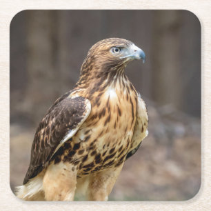Red-tailed hawk in the Hudson Valley Square Paper Coaster