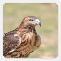 Red-tailed hawk in the Hudson Valley