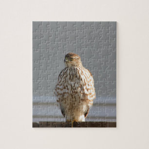 Red Tailed Hawk jigsaw puzzle