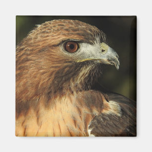 Red Tailed Hawk Magnet