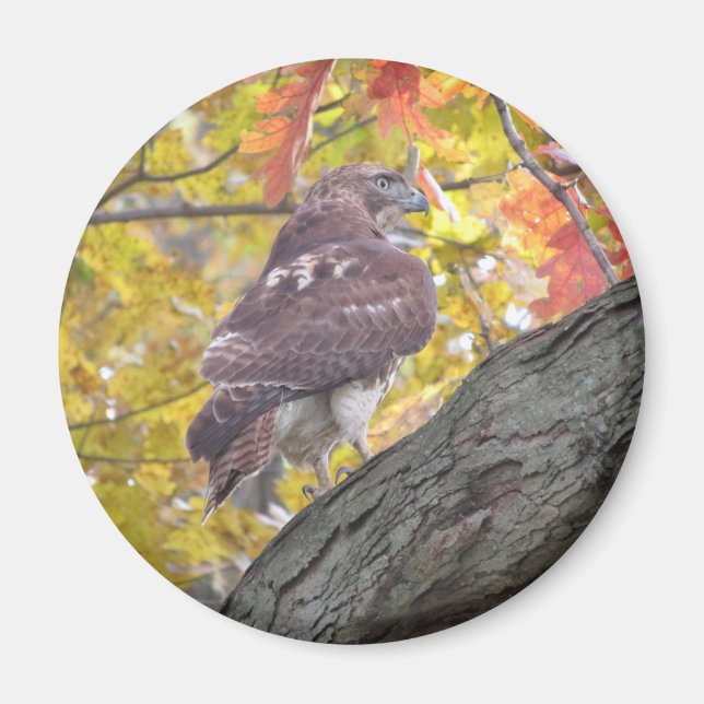 Red-tailed Hawk magnet (Front)