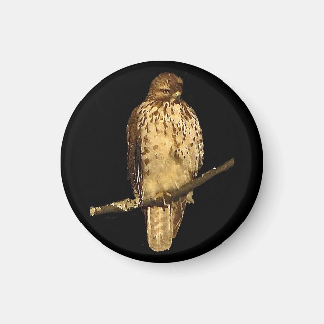 Red Tailed Hawk Magnet (Front)