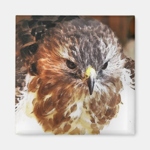 RED TAILED HAWK MAGNET