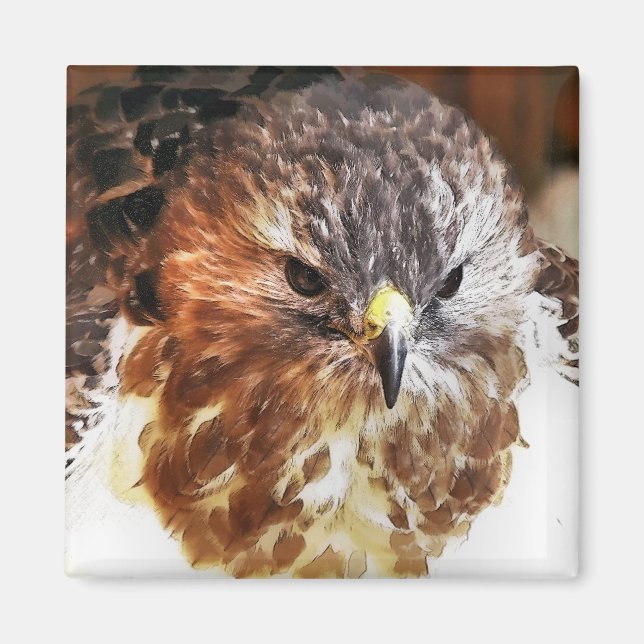 RED TAILED HAWK MAGNET (Front)