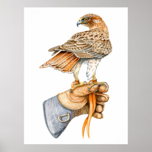 Red tailed hawk on Glove poster