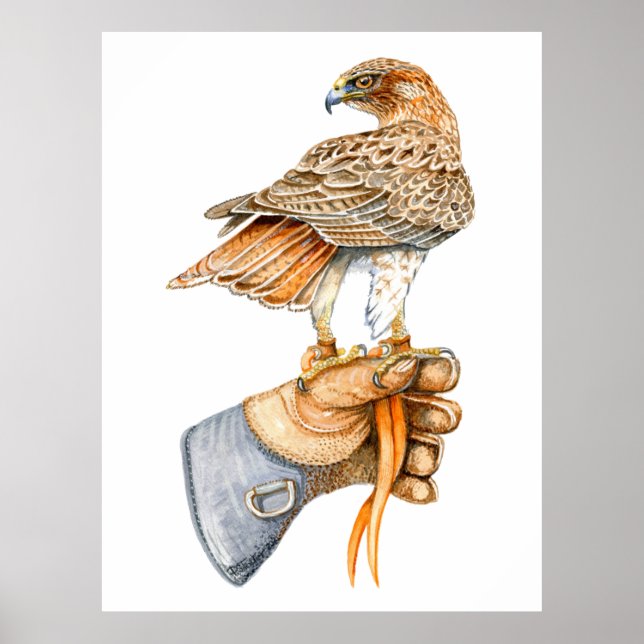 Red tailed hawk on Glove poster (Front)