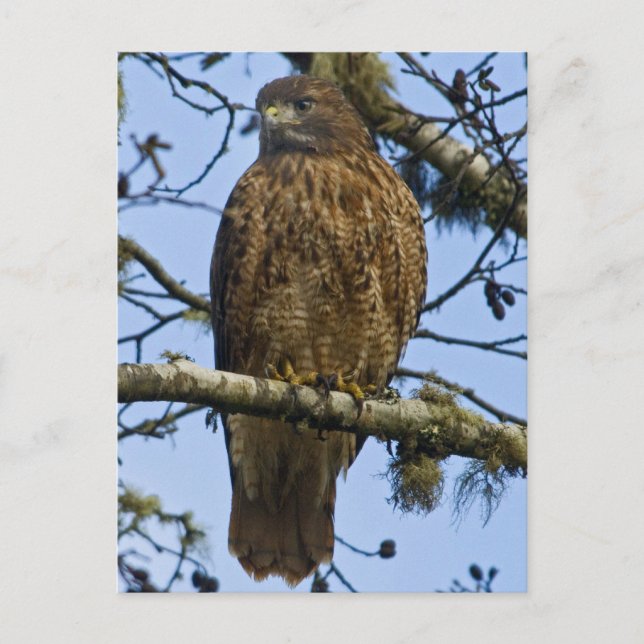 Red Tailed Hawk Photo Postcard (Front)