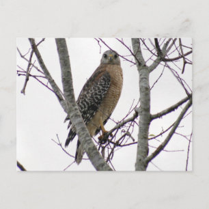 Red Tailed Hawk Photo Postcard