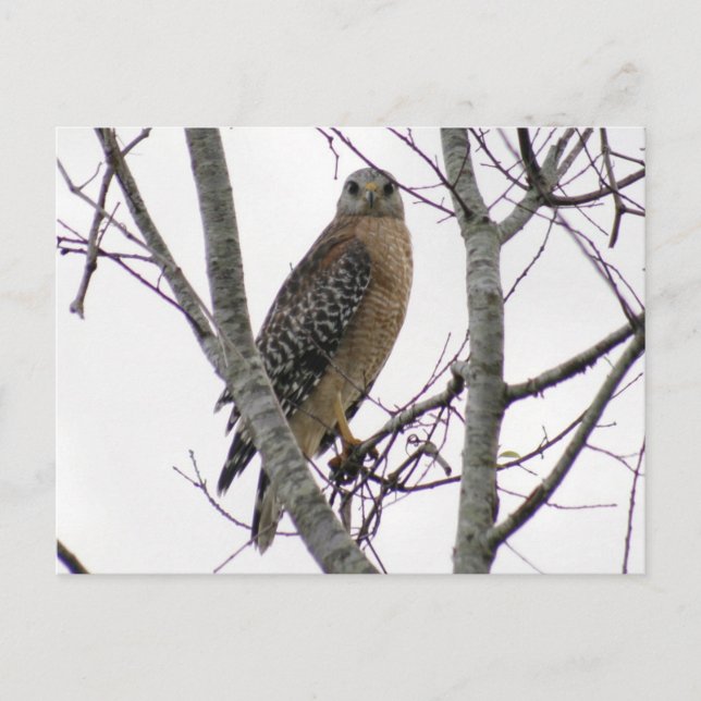 Red Tailed Hawk Photo Postcard (Front)