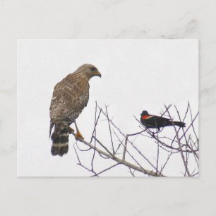 Red Tailed Hawk Photo Postcard