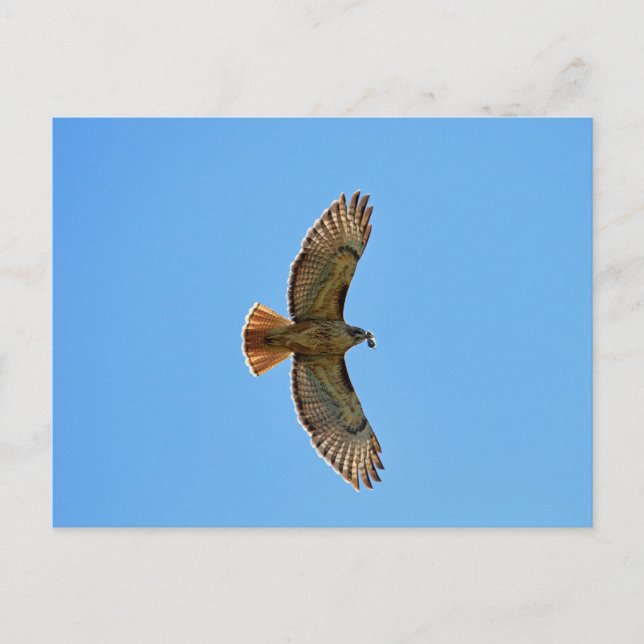 Red-Tailed Hawk Photo Postcard (Front)