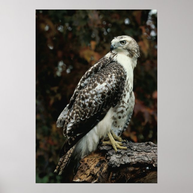 Red Tailed Hawk Photo Poster (Front)