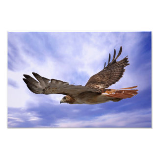 Red Tailed Hawk Photo Print