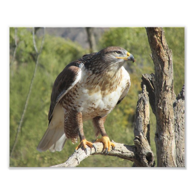 Red Tailed Hawk Photo Print (Front)