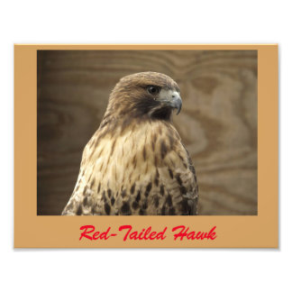 Red-tailed hawk photo print