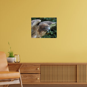 Red-tailed Hawk Photographic Poster