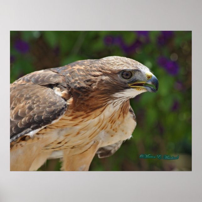 Red-tailed Hawk Portrait Poster (Front)
