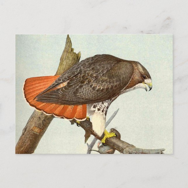 Red Tailed Hawk Postcard (Front)
