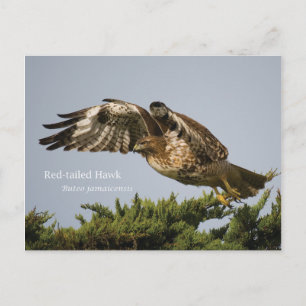 Red-tailed Hawk Postcard