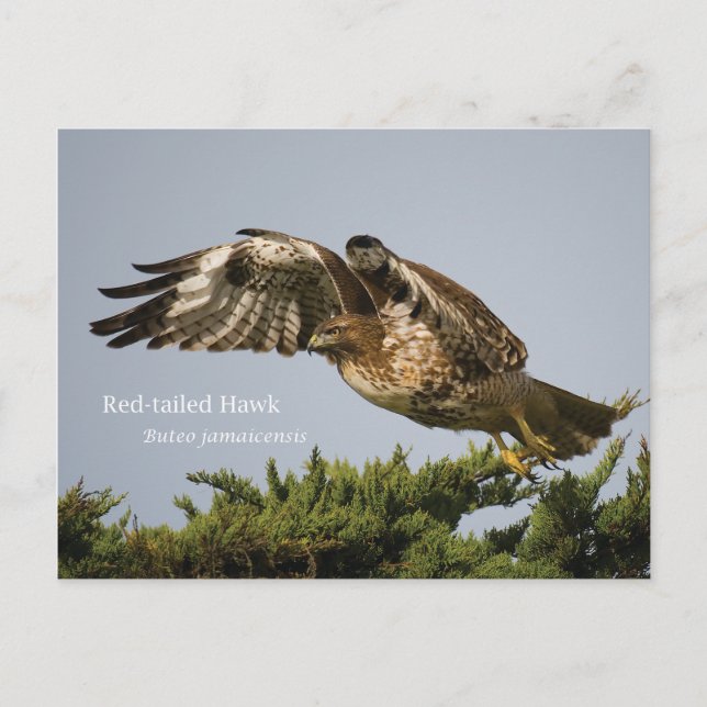Red-tailed Hawk Postcard (Front)