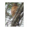 Red Tailed Hawk Postcard