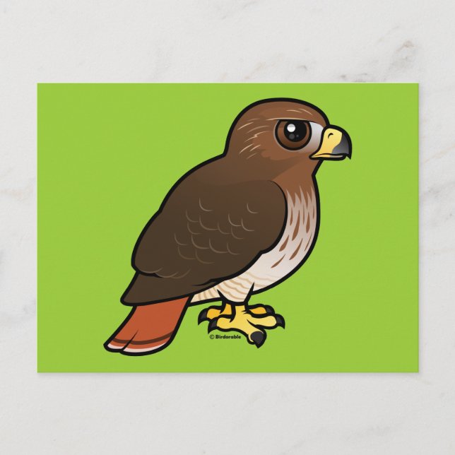 Red-tailed Hawk Postcard (Front)