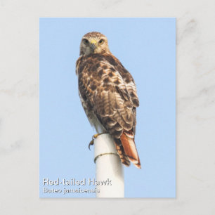 Red-tailed Hawk Postcard