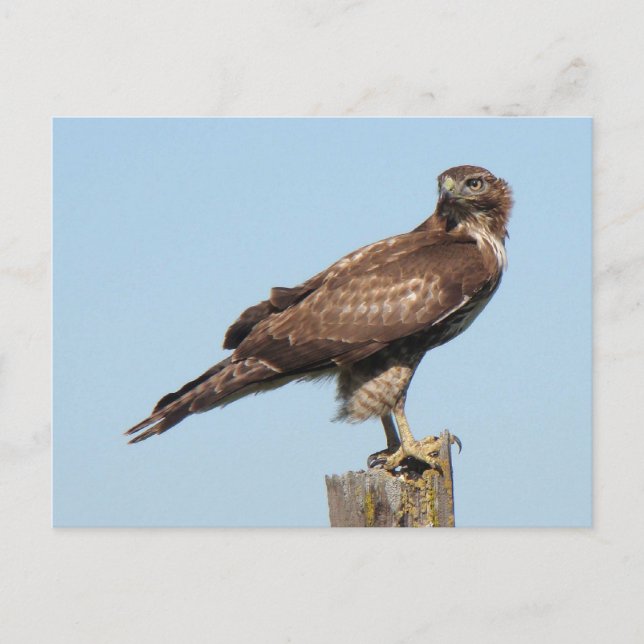 Red-tailed Hawk Postcard (Front)