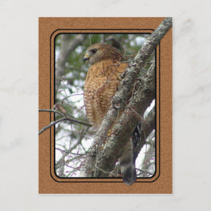 Red Tailed Hawk Postcard 2